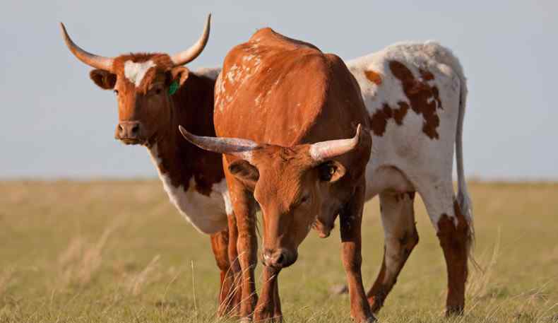 现在肉牛什么价格 25头牛堕桥从天降 2017肉牛价格是多少