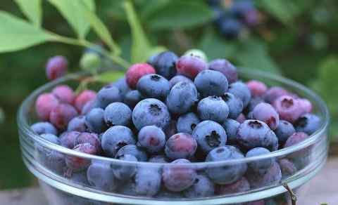 蓝莓汁 蓝莓和什么榨汁好喝 蓝莓汁什么时候喝最好