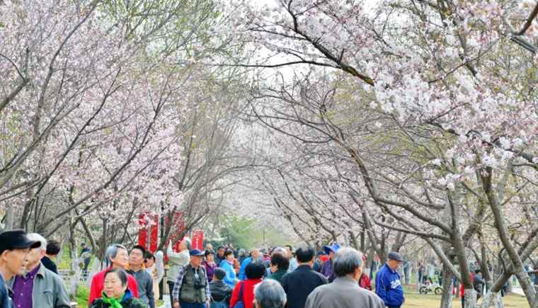 武大谴责樱花雨 武大谴责樱花雨 2018武大樱花要门票吗