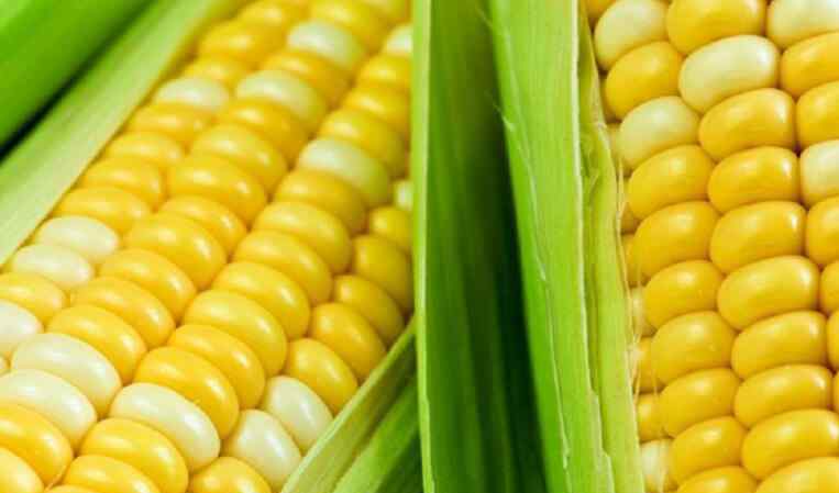 河南玉米最新价格 玉米需求量大增 河南玉米最新价格