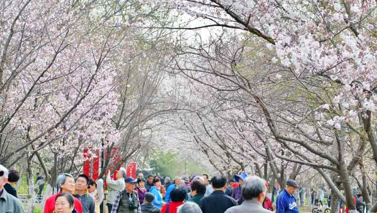 武大樱花什么时候开 2018武汉樱花什么时候开 武大看樱花要门票吗