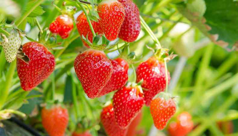 草莓多少钱一斤 2018年草莓价格行情 草莓一般卖多少钱一斤