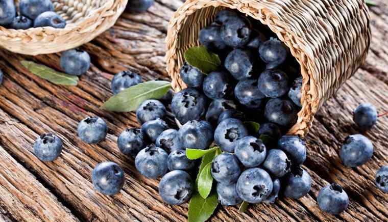 蓝莓一天吃多少为宜 蓝莓多少钱一斤 蓝莓一天吃多少为宜