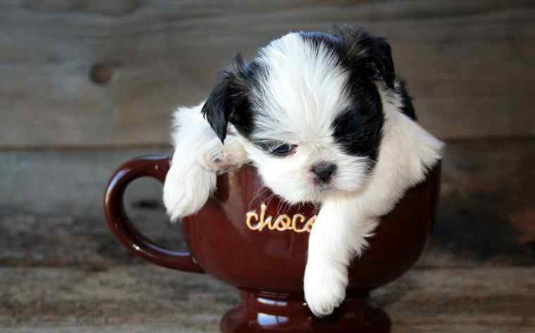 茶杯狗寿命 茶杯犬多少钱一只 茶杯犬为什么容易死
