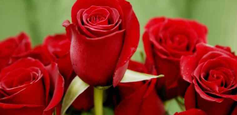 香槟玫瑰适合送哪些人 香槟玫瑰和红玫瑰哪个好 送女朋友更适合买哪种玫瑰
