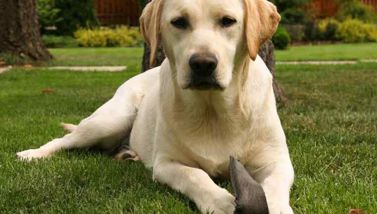 黑色拉布拉多犬价格 拉布拉多犬一般多少钱 拉布拉多犬什么颜色最贵