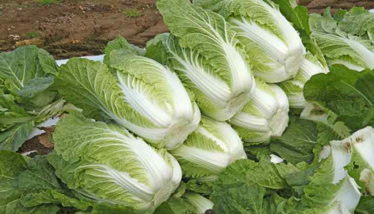 寿光蔬菜价格 寿光蔬菜降价了 为什么蔬菜价格涨了又降？