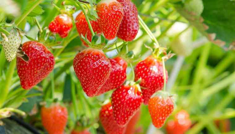 草莓是什么季节的水果 草莓多少钱一斤 草莓什么季节成熟