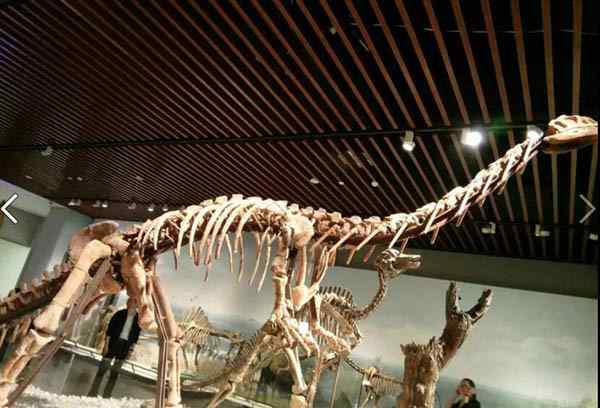 化石图片 真正的恐龙化石图片 研究恐龙化石有什么用