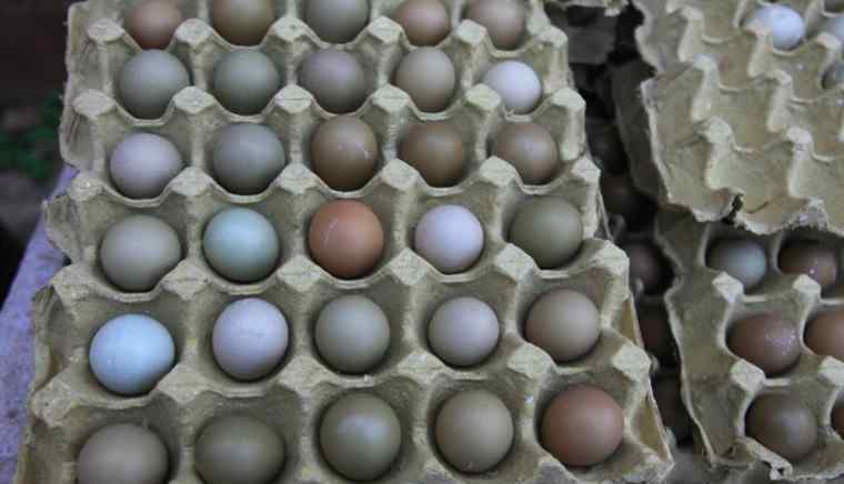 今日的鸡蛋价格 鸡蛋价格最新行情分析 今日鸡蛋多少钱一斤
