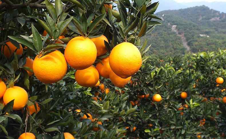 云冠橙 褚橙是什么品种 褚橙什么时候上市？