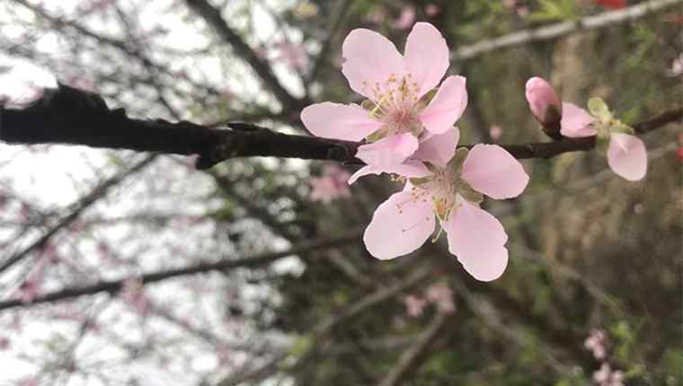 雨花台门票 南京雨花台梅花盛开 雨花台风景区门票多少钱