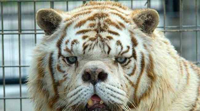 白化孟加拉虎 世界最丑老虎亮相 近亲繁殖的后代的结果