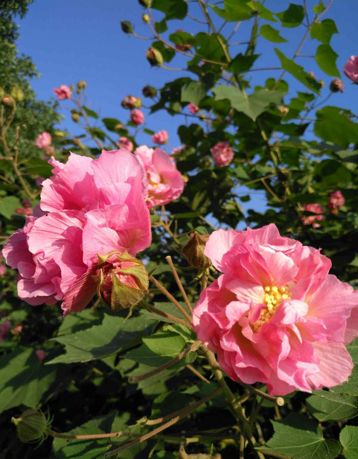 木末芙蓉花 赞芙蓉花