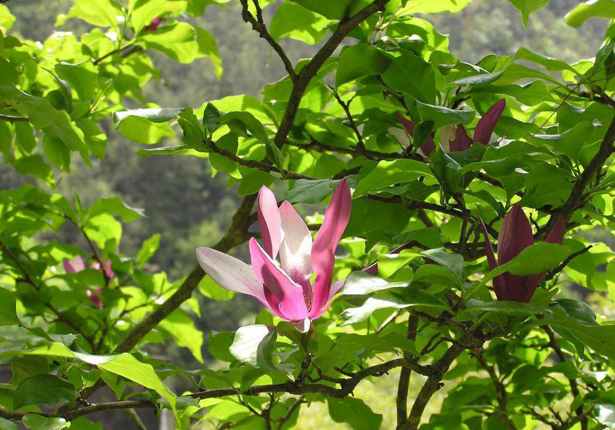 槲蕨 国家公园与自然保护区探秘——武夷山之植物