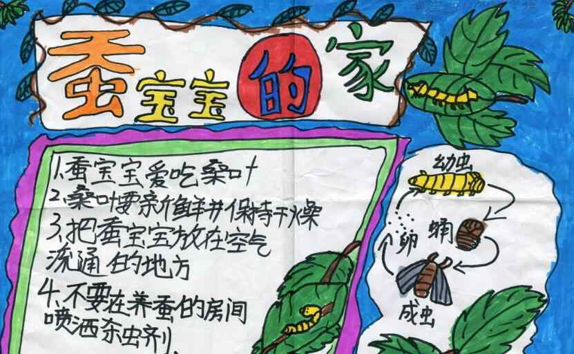 养蚕小报 蚕的手抄报图片大全