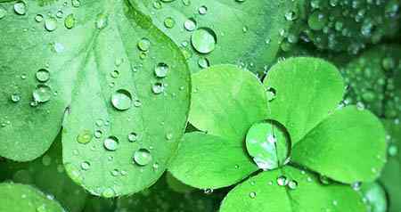 小雨滴 大班顽皮的小雨滴教案