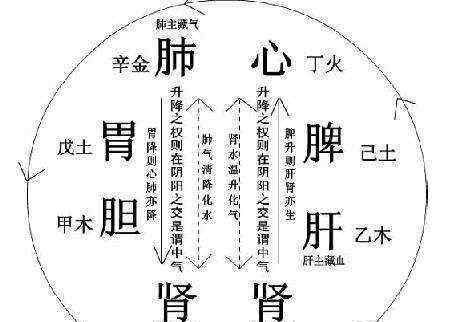 一气周流 优分享｜人体：一气周流