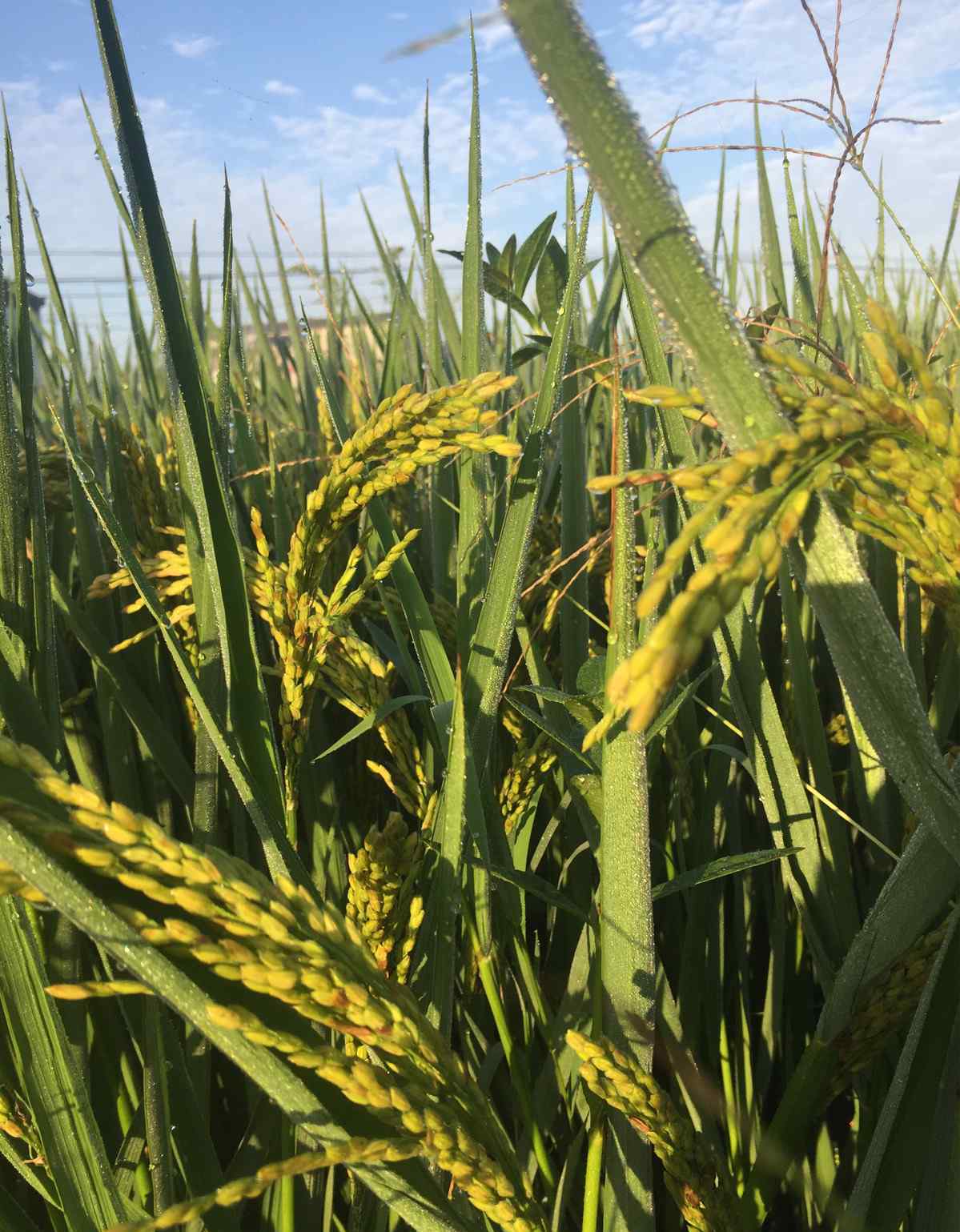 收获的季节 金秋十月  收获的季节