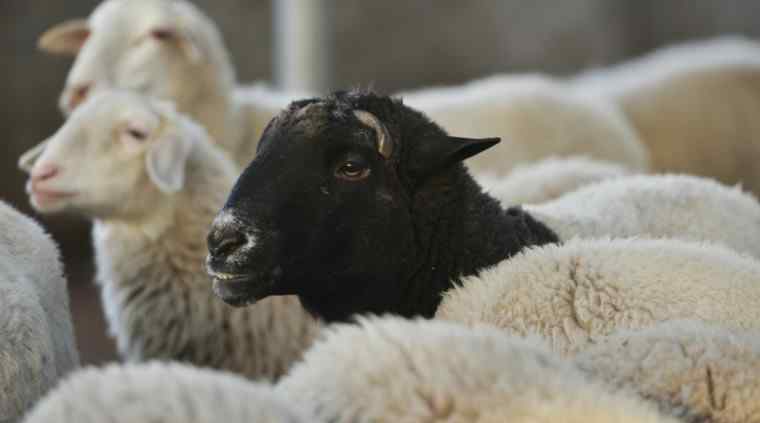大葱毒死羊 羊食用毒大葱死亡 养殖户遭受巨大的损失