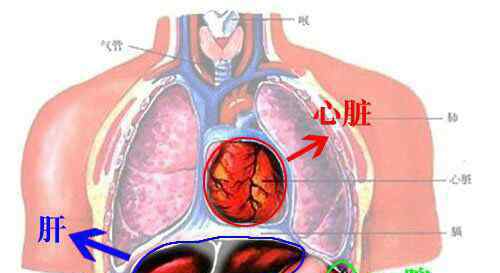 心脏的功能 心脏的功能及概念