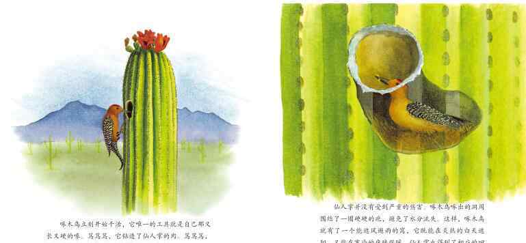 仙人掌旅馆 仙人掌旅馆绘本