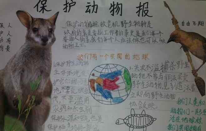 保护动物手抄报简单又漂亮 保护动物手抄报简单又漂亮