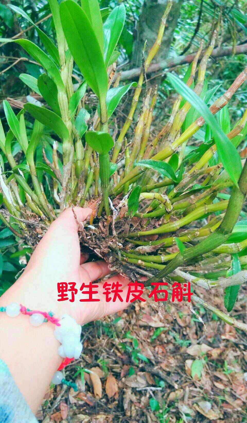 名贵中药材 野生名贵中草药