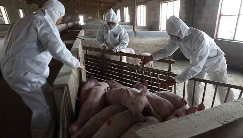 非洲猪瘟人吃了会怎样 非洲猪瘟最新消息 人吃了感染猪瘟的肉有什么危险