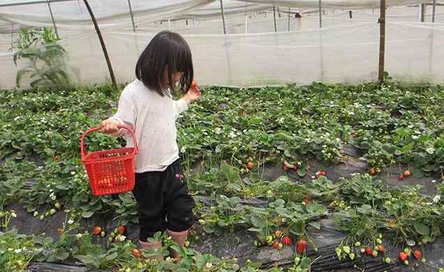 摘草莓歌曲 幼儿园音乐摘草莓教案