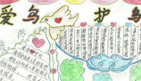 保护鸟类的标语 保护野生鸟类手抄报图片大全