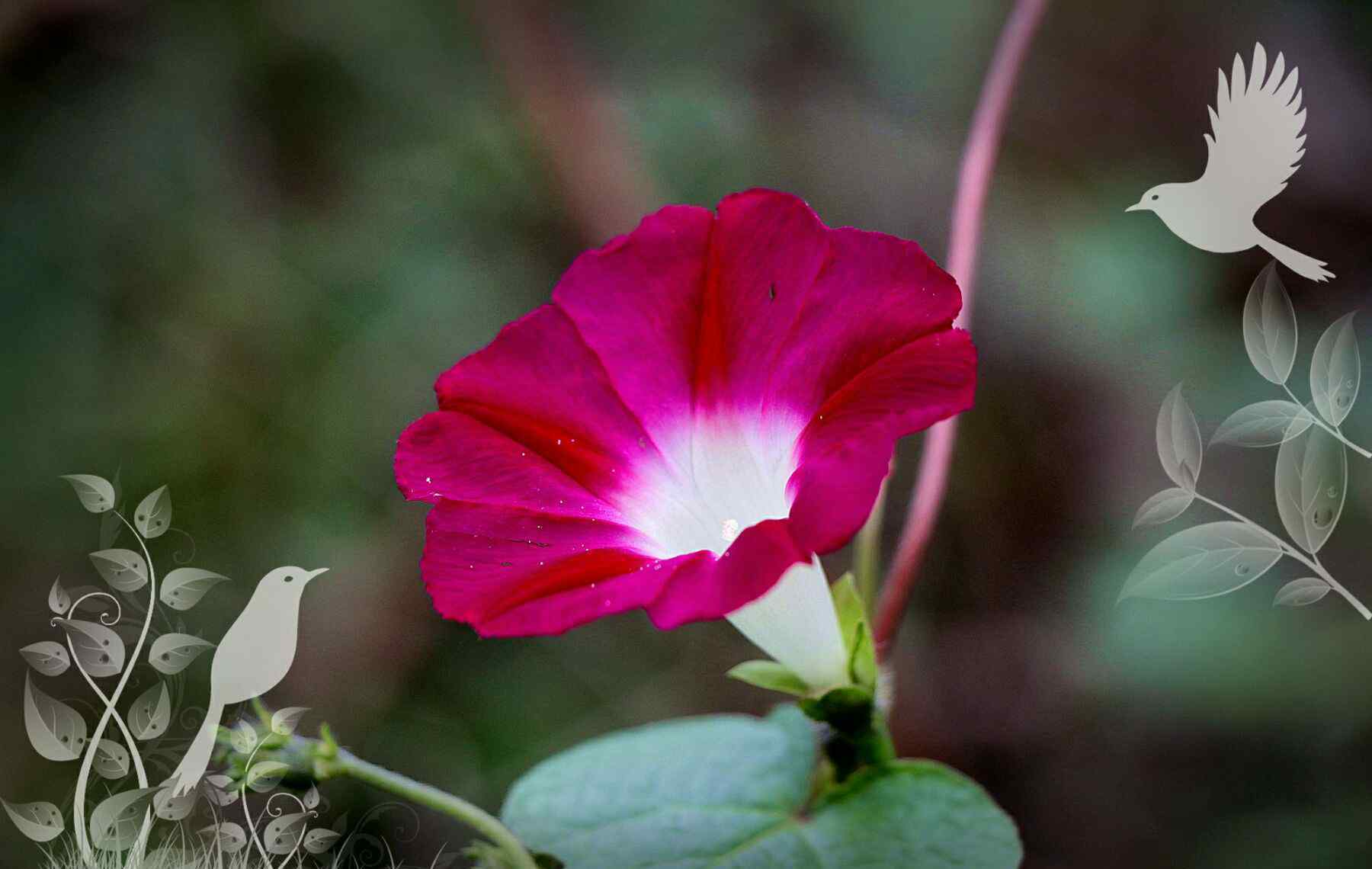 牵牛花花语 牵牛花