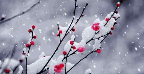 最漂亮的雪中红梅图片 雪中梅花，美醉了！