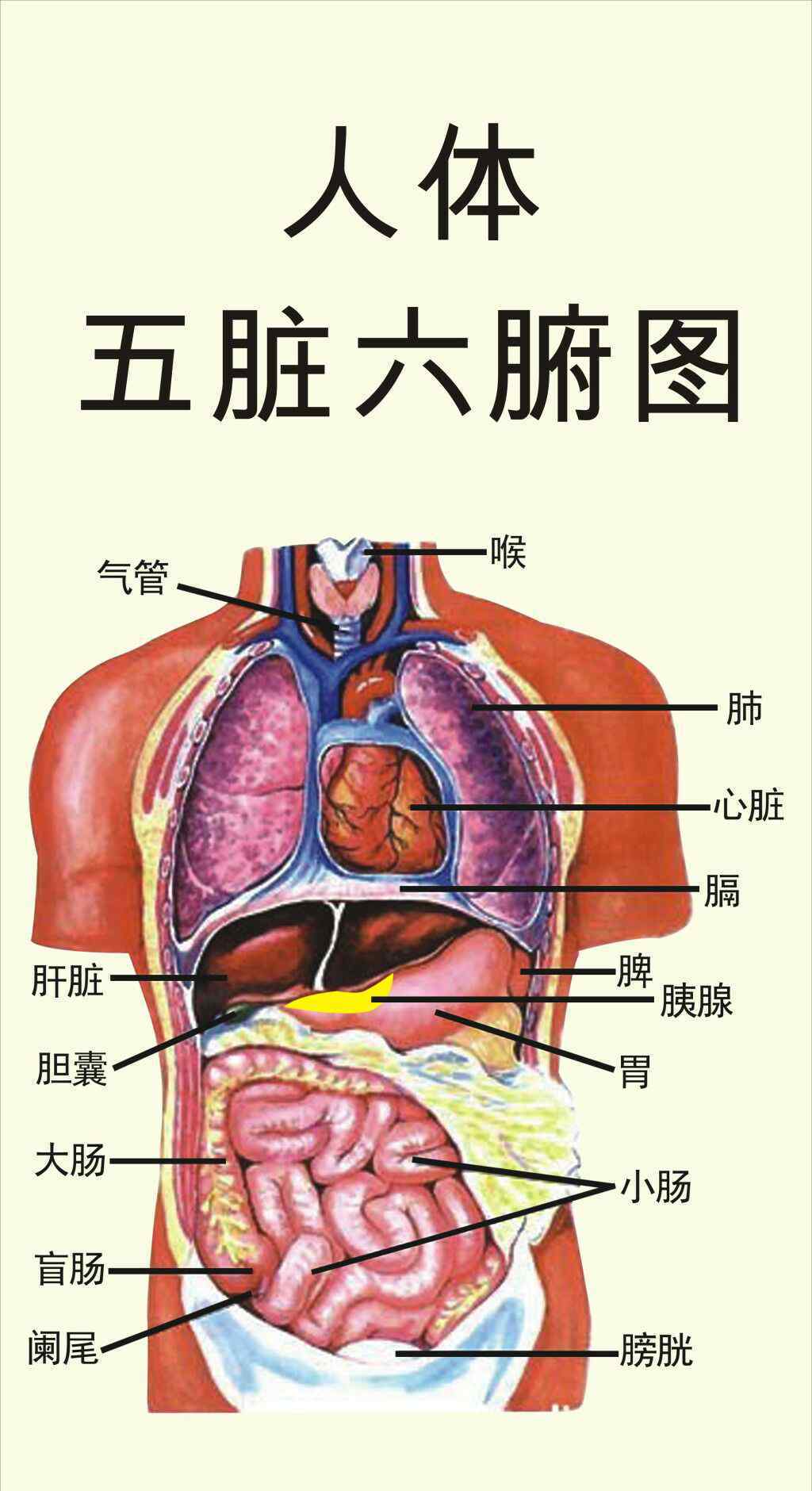 人体的八大系统是什么 五脏六腑指的是什么及各自功能是什么？人体排毒六大通道和人体的八大系统！