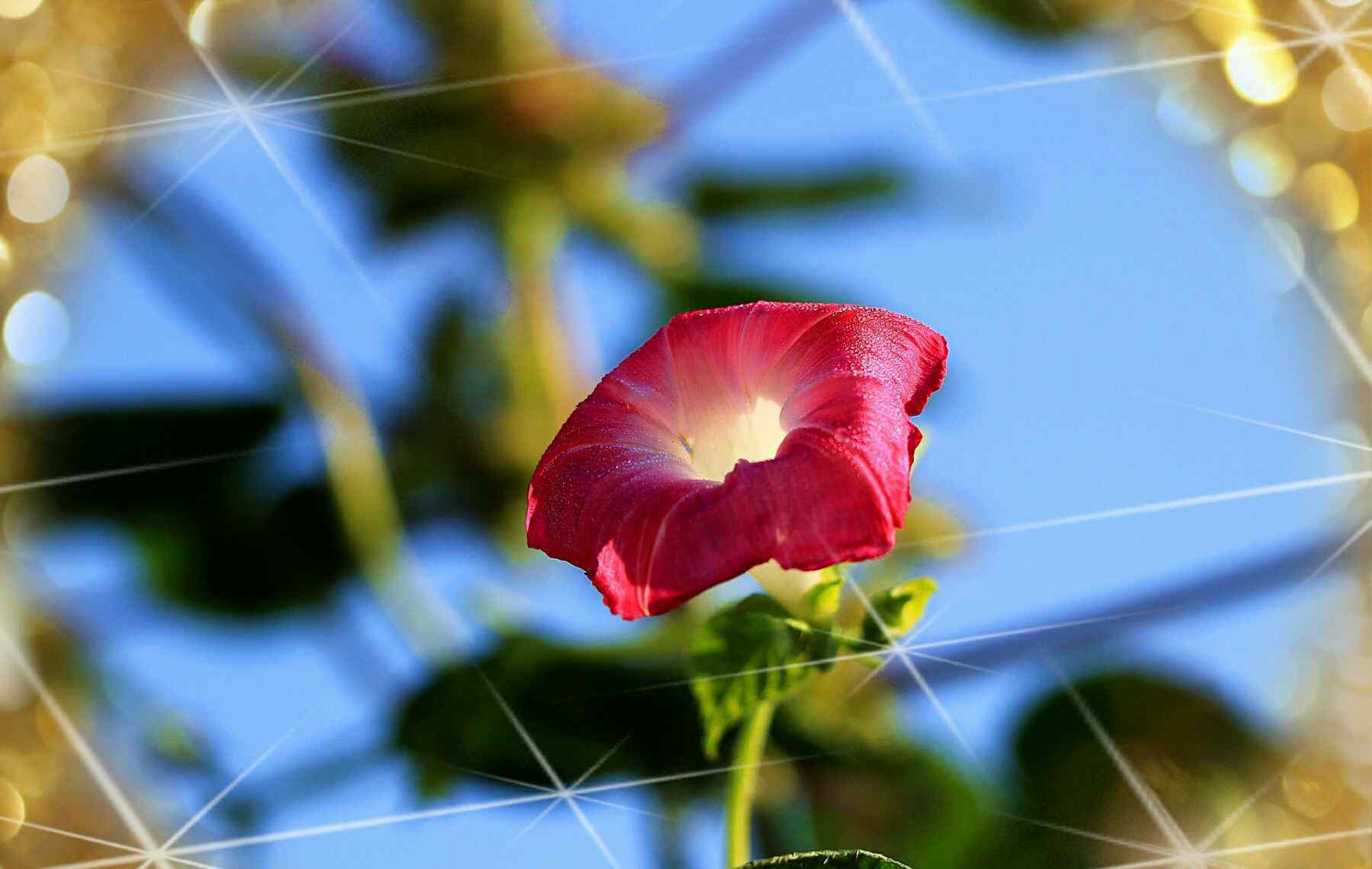 牵牛花花语 牵牛花