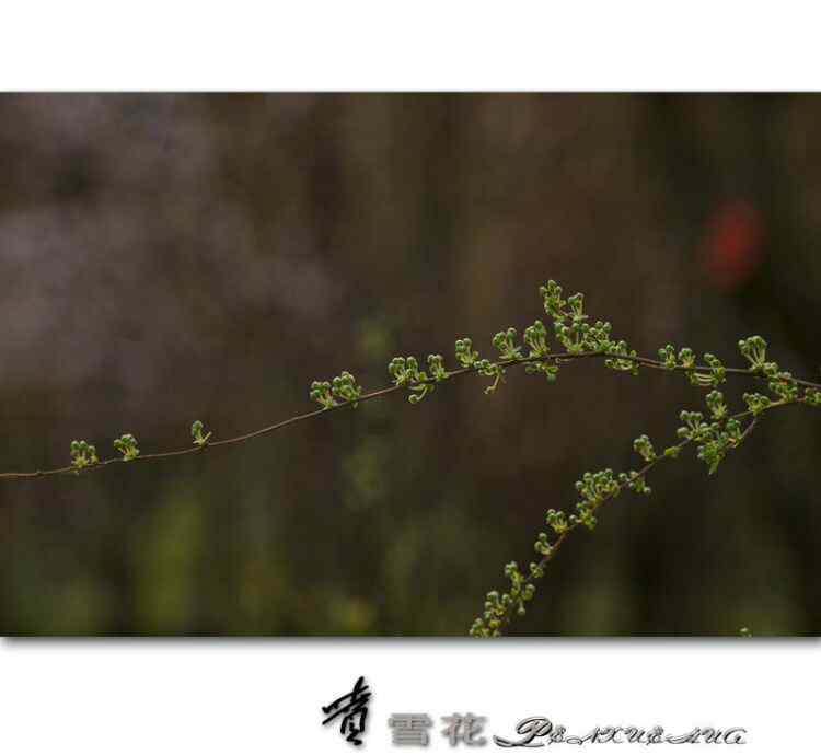 喷雪花 喷雪花