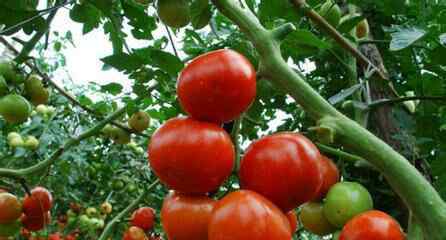 小西红柿怎么种植 很多西红柿种植户反映，西红柿个头小，品质也不好，西红柿果小怎么办呢？