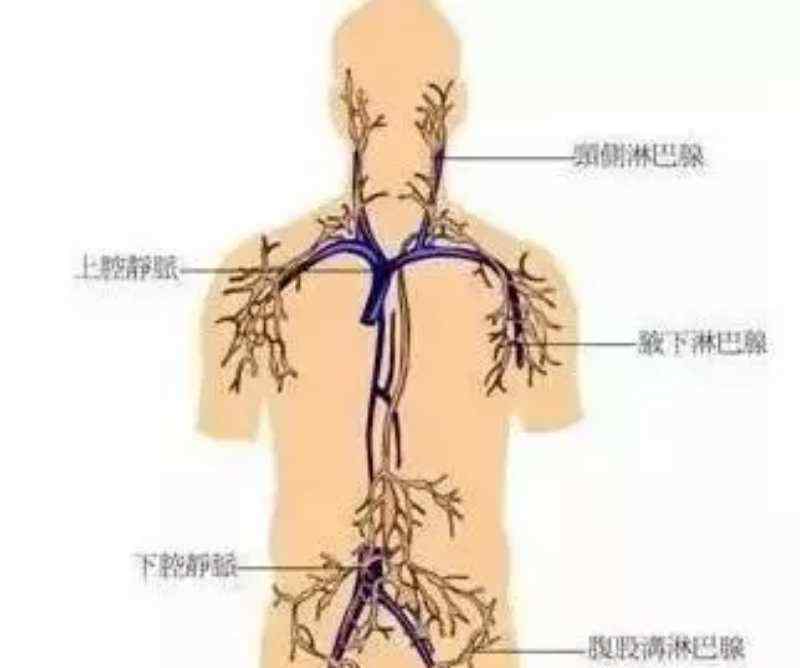 淋巴循环 淋巴系统决定你99%的疾病