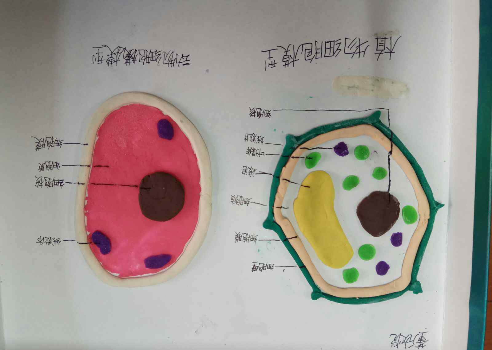 细胞模型 6.7动植物细胞手工模型
