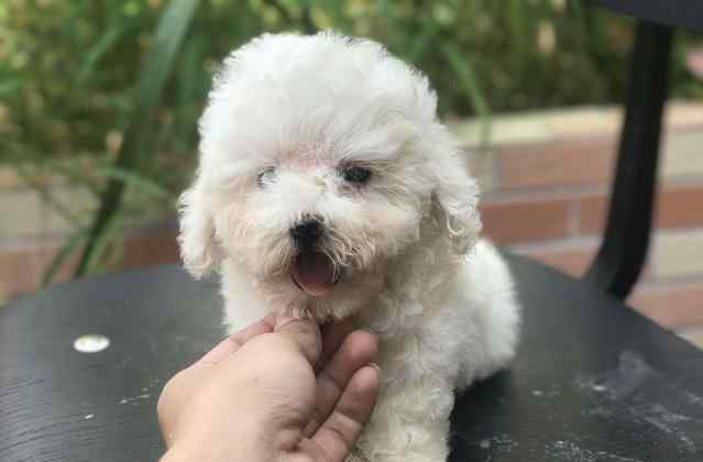 怎样训练比熊犬?