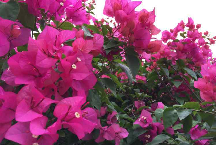 爱的喜悦 我的美篇一深圳市花：勒杜鹃  勒杜鹃花语一代表爱的喜悦，爱的欣喜，节制欲望。