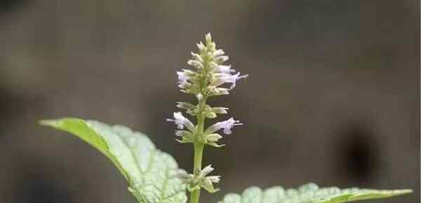 patchouli 广藿香 Patchouli（拉丁文 Pogostemon cablin)