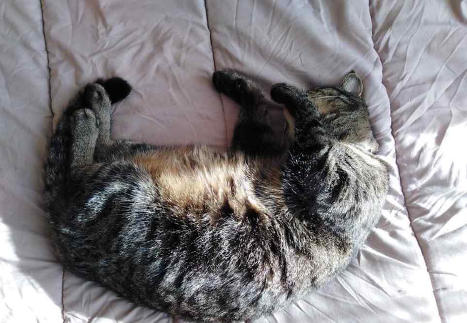 家里猫猫“尿过床”没有,是不是你没发觉?