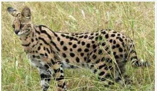 热带草原猫不但有点像猫,并且的身上也充足承继了薮猫的高品质遗