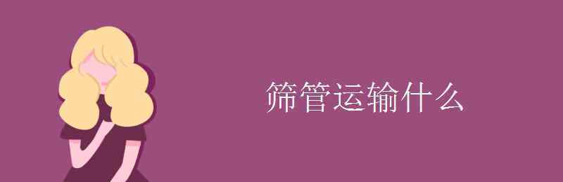 筛管运输什么 筛管运输什么