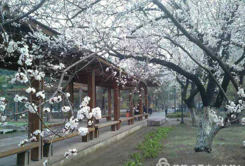 大地春歌什么生肖 春歌花雨