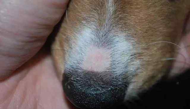 小狗常见的皮肤病之细菌