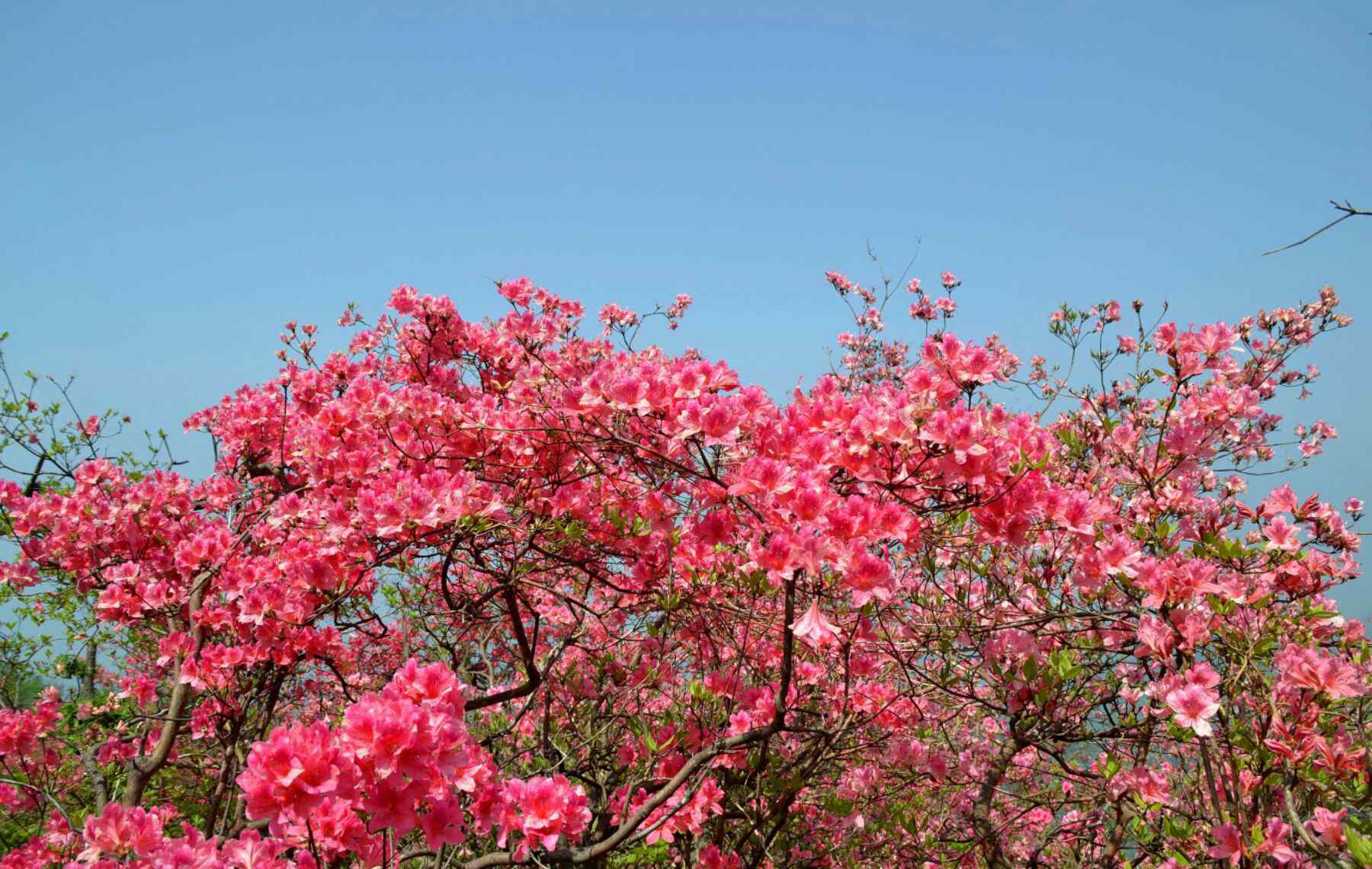 黄狮寨 杜鹃花海黄狮寨欢迎您