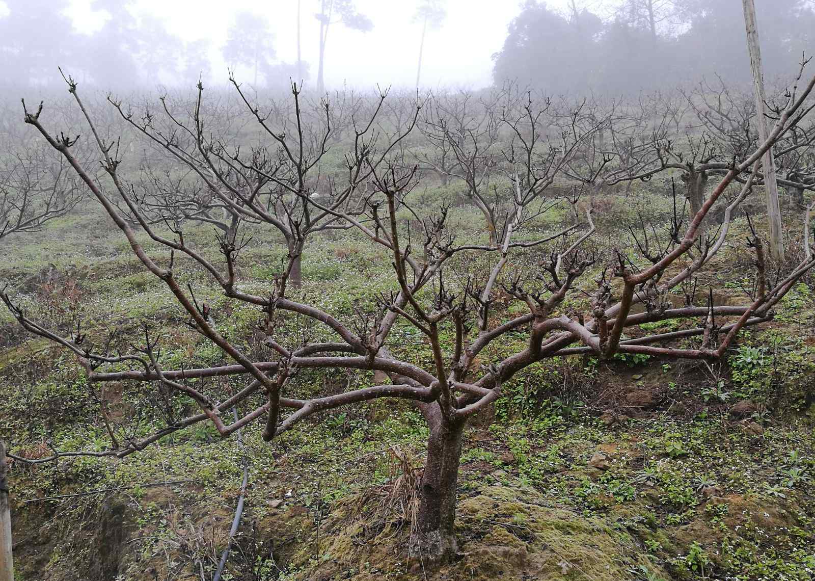 吴茱萸树苗 一年之计在于春，立春后第一天来广西看吴茱萸树苗