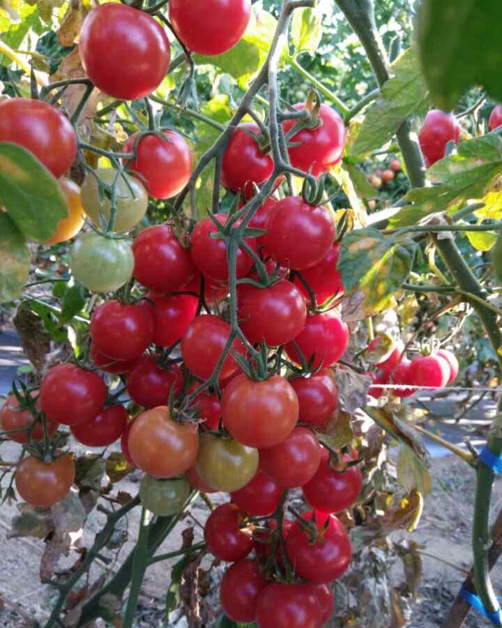 小番茄是转基因吗 樱桃小番茄是转基因吗？致癌吗？